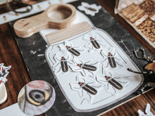 Load image into Gallery viewer, BUGS/ENTOMOLOGY MORNING BASKET