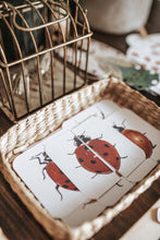 Load image into Gallery viewer, BUGS/ENTOMOLOGY MORNING BASKET