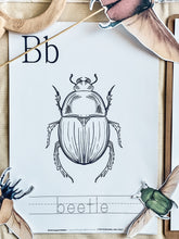 Load image into Gallery viewer, BEETLE  STUDY UNIT
