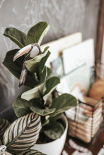 Load image into Gallery viewer, TROPICAL ECOLOGY MORNING BASKET