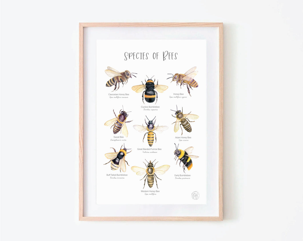 BEE SPECIES PRINT