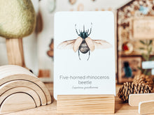 Load image into Gallery viewer, BEETLE SPECIES CARDS
