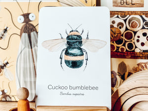 BEE SPECIES CARDS