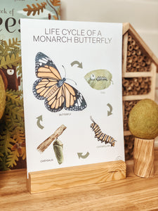 LIFE CYCLE OF A MONARCH BUTTERFLY