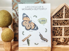 Load image into Gallery viewer, LIFE CYCLE OF A MONARCH BUTTERFLY

