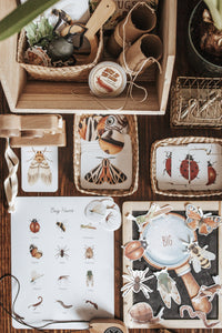 BUGS/ENTOMOLOGY MORNING BASKET
