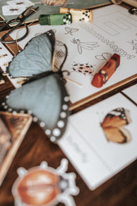 BUGS/ENTOMOLOGY MORNING BASKET