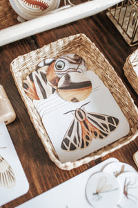 BUGS/ENTOMOLOGY MORNING BASKET