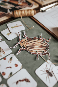 BUGS/ENTOMOLOGY MORNING BASKET