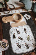 Load image into Gallery viewer, BUGS/ENTOMOLOGY MORNING BASKET
