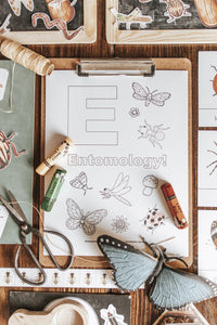BUGS/ENTOMOLOGY MORNING BASKET