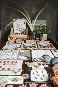 BUGS/ENTOMOLOGY MORNING BASKET