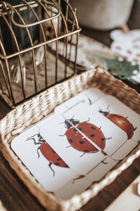 BUGS/ENTOMOLOGY MORNING BASKET