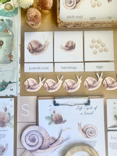 Load image into Gallery viewer, SNAILS STUDY UNIT

