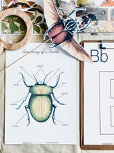 Load image into Gallery viewer, BEETLE  STUDY UNIT
