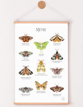 Load image into Gallery viewer, MOTH SPECIES PRINT
