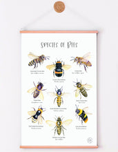 Load image into Gallery viewer, BEE SPECIES PRINT
