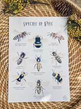 Load image into Gallery viewer, BEE SPECIES PRINT
