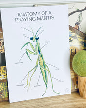 Load image into Gallery viewer, ANATOMY OF A PRAYING MANTIS
