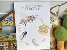 Load image into Gallery viewer, LIFE CYCLE OF A HONEY BEE

