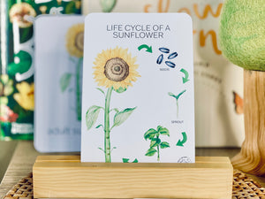 LIFE CYCLE OF A SUNFLOWER CARDS