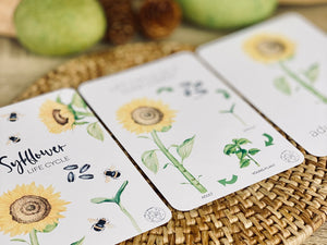 LIFE CYCLE OF A SUNFLOWER CARDS
