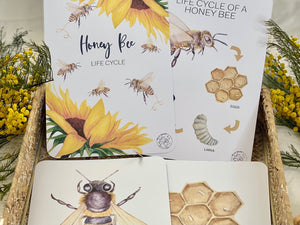 LIFE CYCLE OF A HONEY BEE CARDS