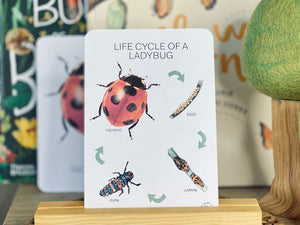 LIFE CYCLE OF A LADYBUG CARDS