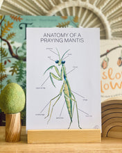 Load image into Gallery viewer, ANATOMY OF A PRAYING MANTIS

