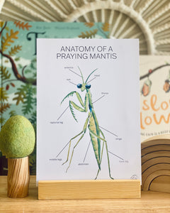 ANATOMY OF A PRAYING MANTIS