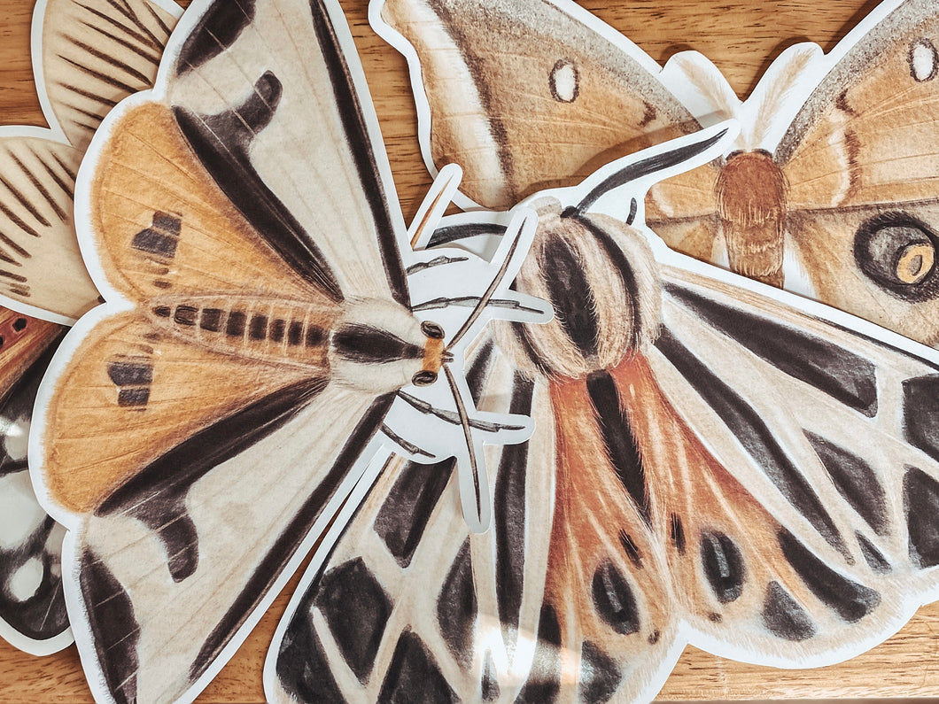 LARGE MOTH CUT OUTS