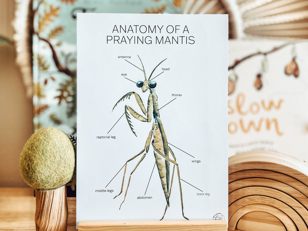 ANATOMY OF A PRAYING MANTIS