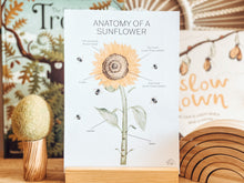 Load image into Gallery viewer, ANATOMY OF A SUNFLOWER
