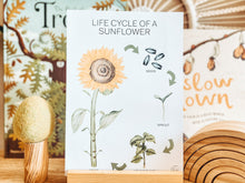 Load image into Gallery viewer, LIFE CYCLE OF A SUNFLOWER
