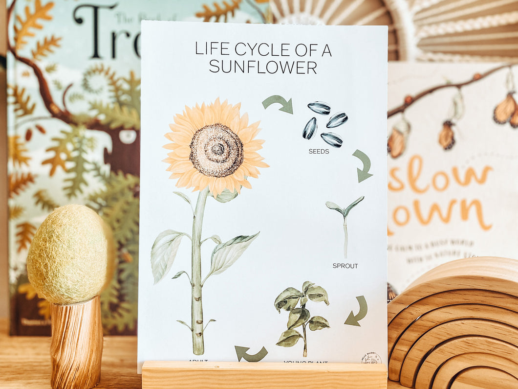 LIFE CYCLE OF A SUNFLOWER