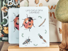 Load image into Gallery viewer, LIFE CYCLE OF A LADYBUG CARDS
