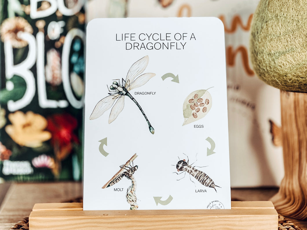 LIFE CYCLE OF A DRAGONFLY