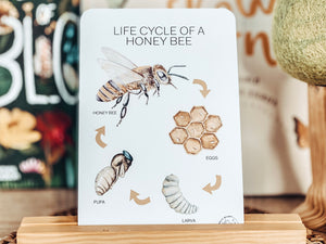 LIFE CYCLE OF A HONEY BEE CARDS