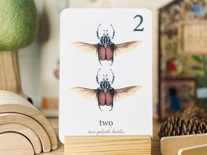 BEETLE NUMBER CARDS