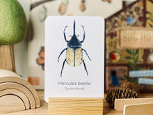 Load image into Gallery viewer, BEETLE SPECIES CARDS
