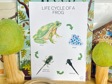 Load image into Gallery viewer, LIFE CYCLE OF A FROG
