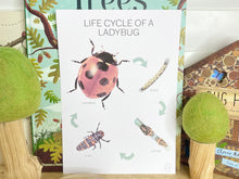 Load image into Gallery viewer, LIFE CYCLE OF A LADYBUG
