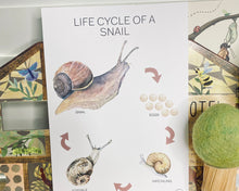 Load image into Gallery viewer, LIFE CYCLE OF A SNAIL
