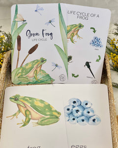 LIFE CYCLE OF A FROG CARDS