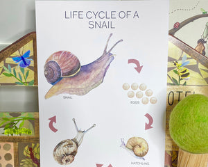 LIFE CYCLE OF A SNAIL