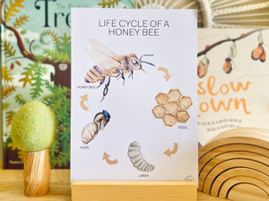 LIFE CYCLE OF A HONEY BEE