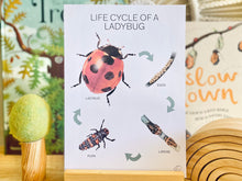 Load image into Gallery viewer, LIFE CYCLE OF A LADYBUG

