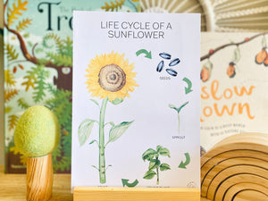 LIFE CYCLE OF A SUNFLOWER