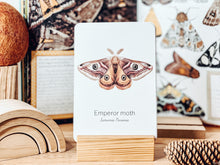 Load image into Gallery viewer, MOTH SPECIES CARDS

