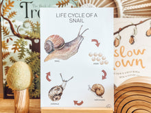 Load image into Gallery viewer, LIFE CYCLE OF A SNAIL
